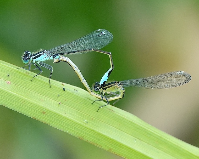 blue-tailed damselfly